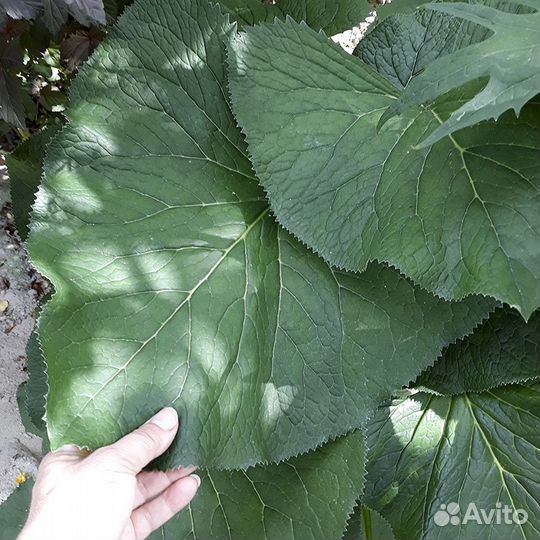 Многолетники для тенистых садов