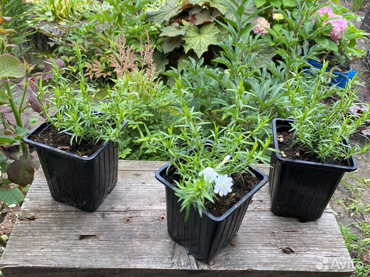 Флокс шиловидный белый