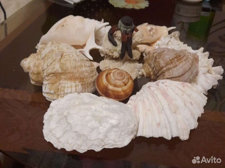 Ракушки для аквариума или для интерьера
