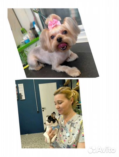 Груминг / Стрижка собак