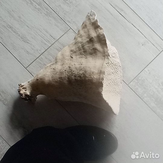 Коралл Монтипора