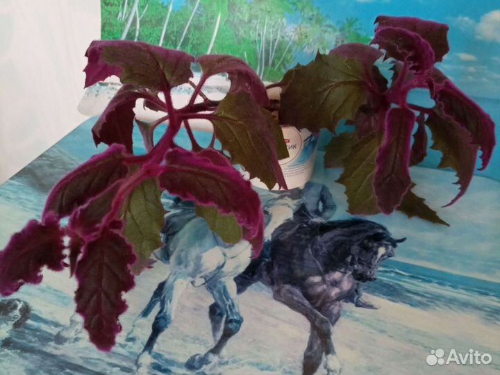 Отростки Гинуры