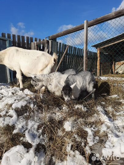 Альпийские козы