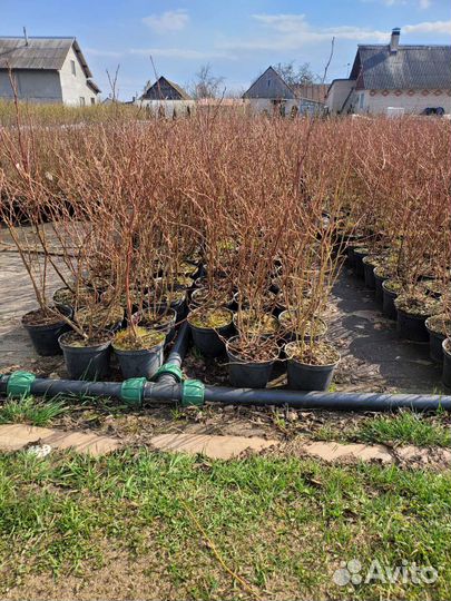 Фермерское хозяйство предлагает саженцы голубики