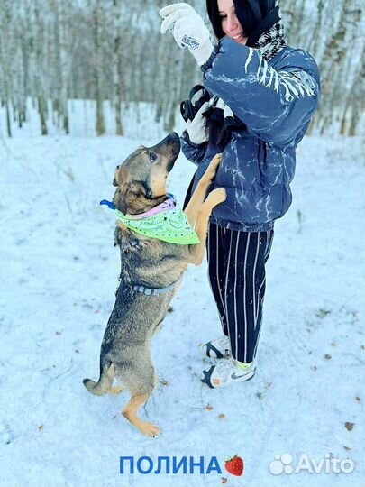 Собака бесплатно