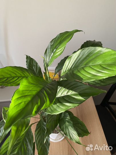 Спатифиллум