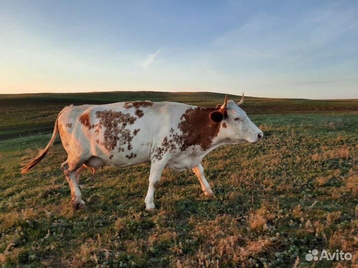 Корова молочная