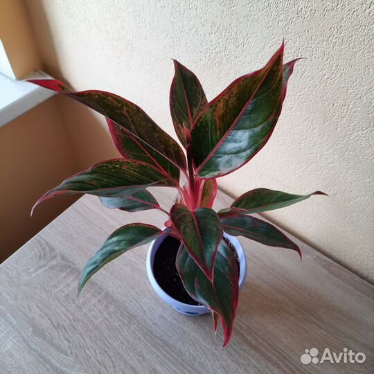 Аглаонема крит