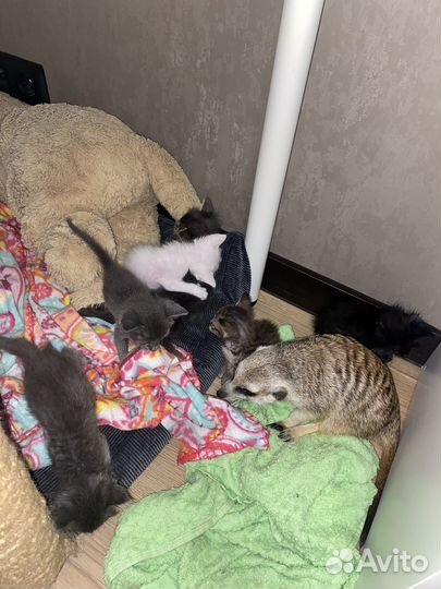 Котята метисы сфинкса