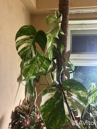 Монстера альба