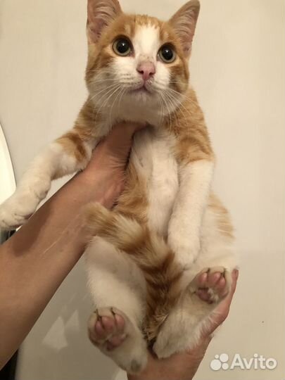 Котенок-мальчик