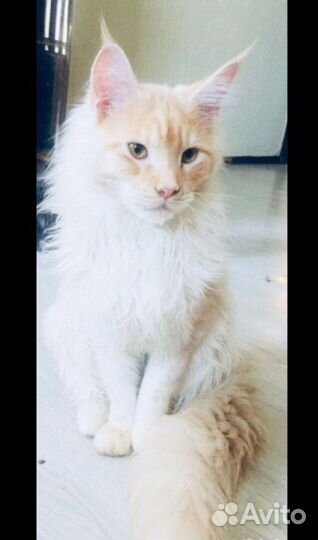 Подрощенные котята мейнкун