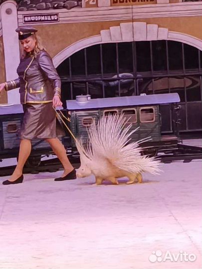 Уголок Дурова