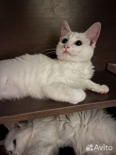 Отдам в добрые руки котенка девочку
