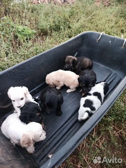 Щенки спаниеля