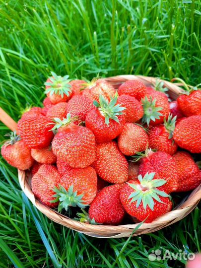 Рассада сортовой клубники, малины, ежевики