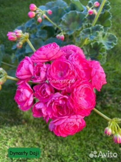 Пеларгония/герань сорта Dynasty Daji