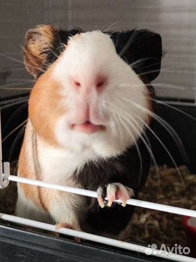 Морская свинка самец