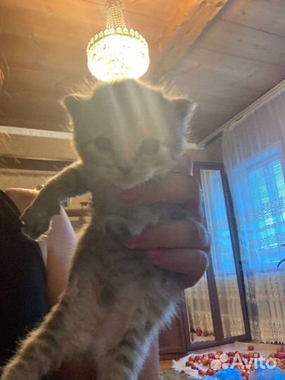 Шотландские котята