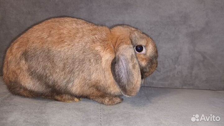 Кролик Miniature lop