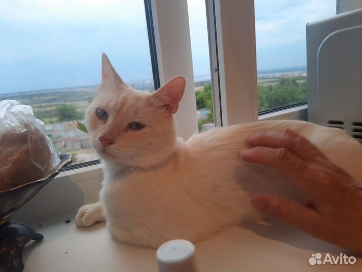 Отдаем в добрые руки