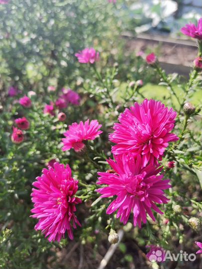 Астра новобельгийская Роял Руби (Royal ruby)