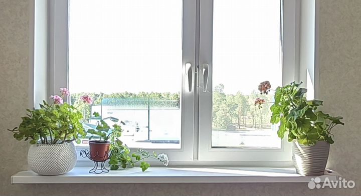 Пеларгония герань