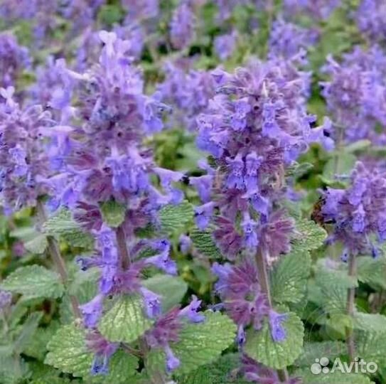 Котовник Grog