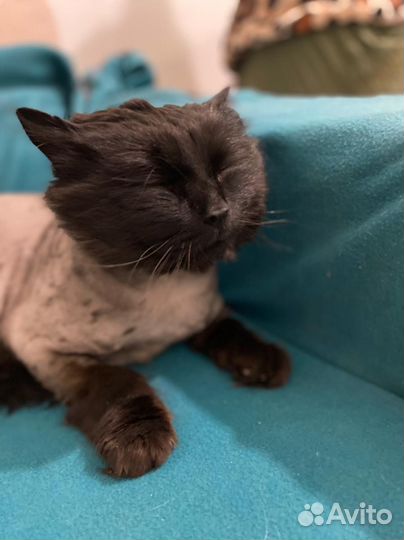 Нужен дом / передержка коту