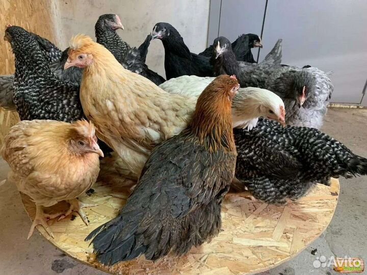 Куры несушки