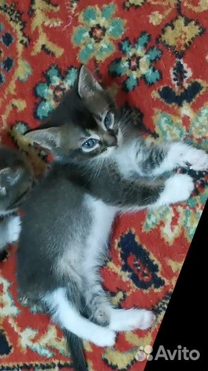 Котята мальчики ищут дом