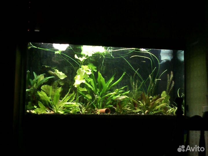 Растения набором. Улитки. Рыбки