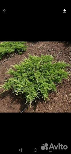 Можжевельник Казацкий зкс