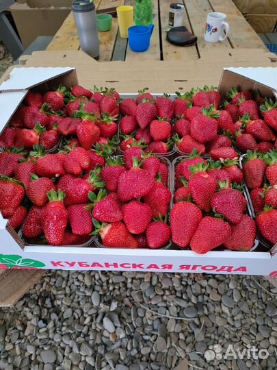 Рассада клубники Азия