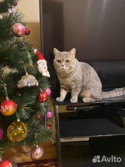 Вязка с Шотландским котом