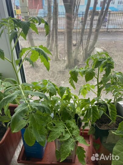 Рассада помидор, перец, баклажаны