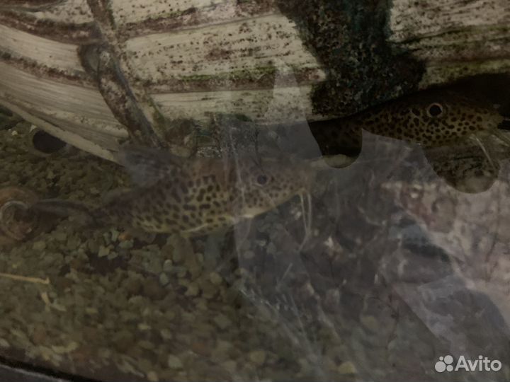 Аквариум с рыбками