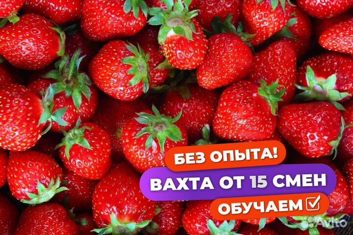 Сборщик клубники вахта с питанием Татарстан