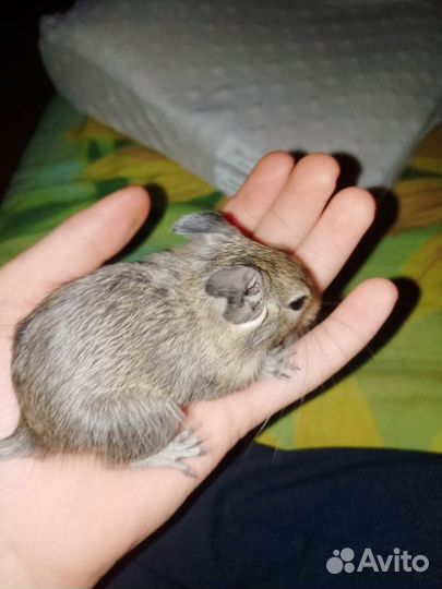 Домашняя белка