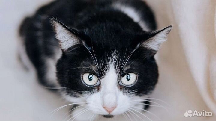 Белянка ищет дом