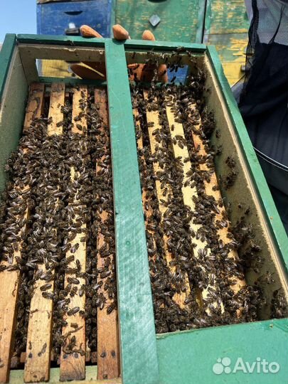 Пчелы пчелопакеты