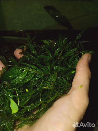 Креветки,рыбки,растения,улитки