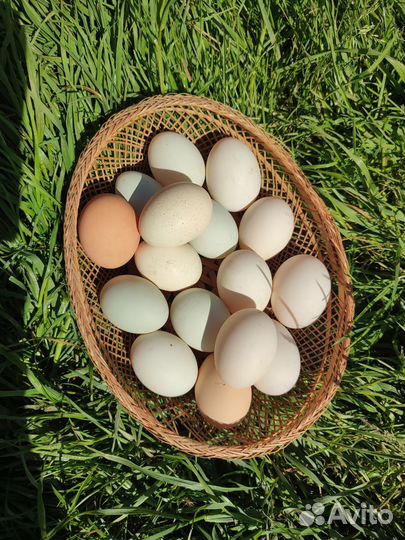 Яйцо куриное и утиное
