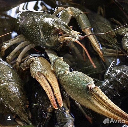 Живые раки оптом