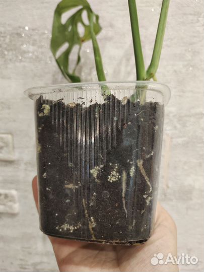 Монстера вариегатная Monstera Obliqua variegated