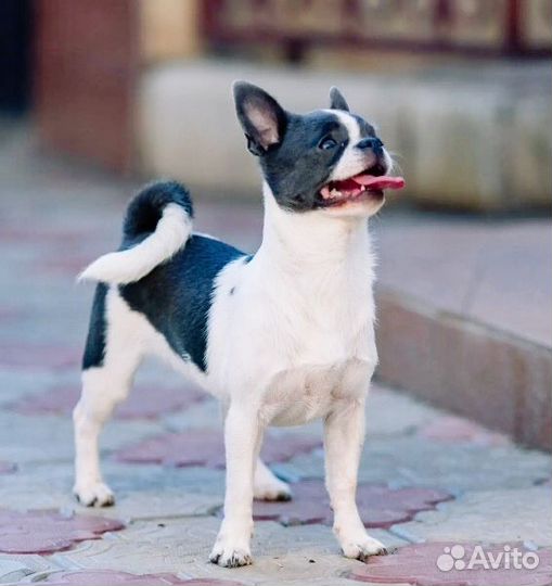 Девочка чихуа Хуа