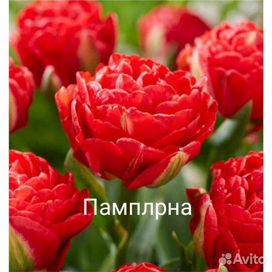 Пионовидные тюльпаны