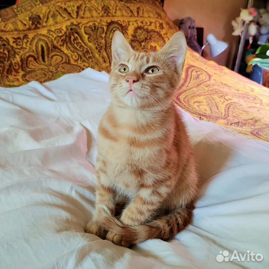 Рыжий котенок в добрые руки