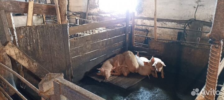 Фермерское хозяйство, крупнорогатый скот