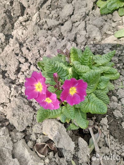 Примула сортовая